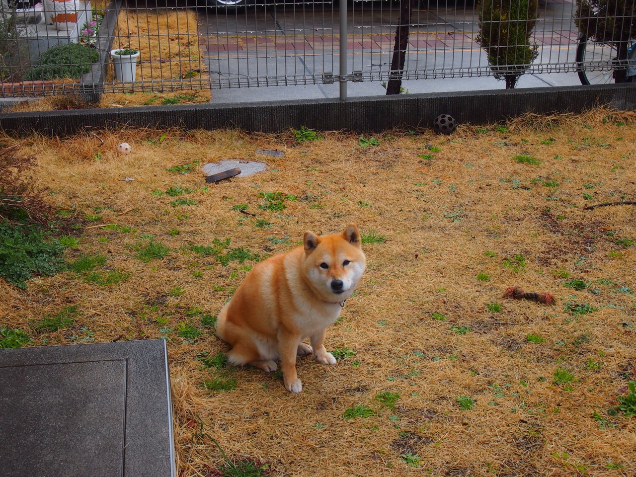 阿尔瓦雷斯末节爆发导演逆转,贝蒂斯惊险带走尤文图斯