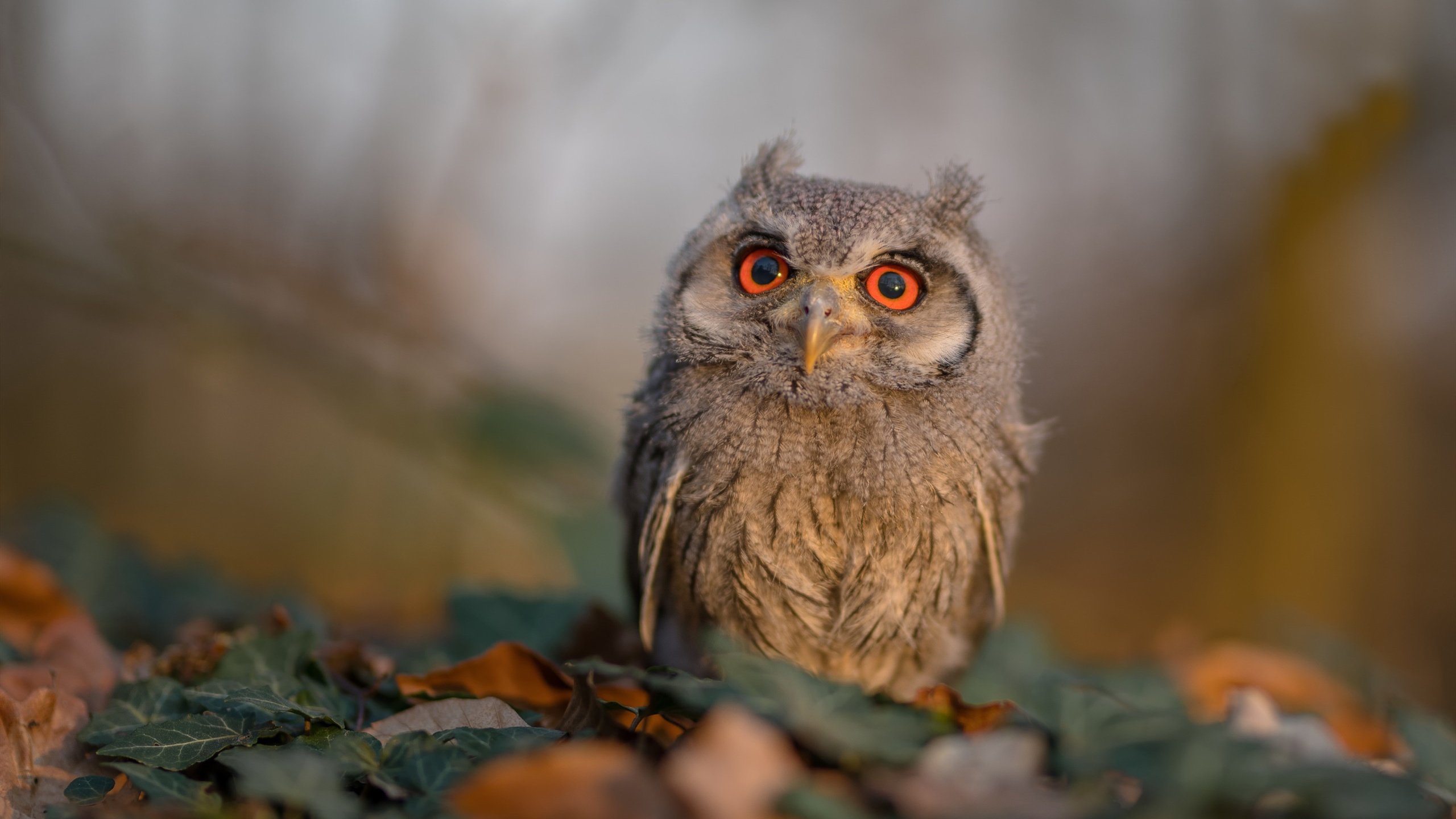 丹麦踏平智利，阿劳霍的关键先生表演
