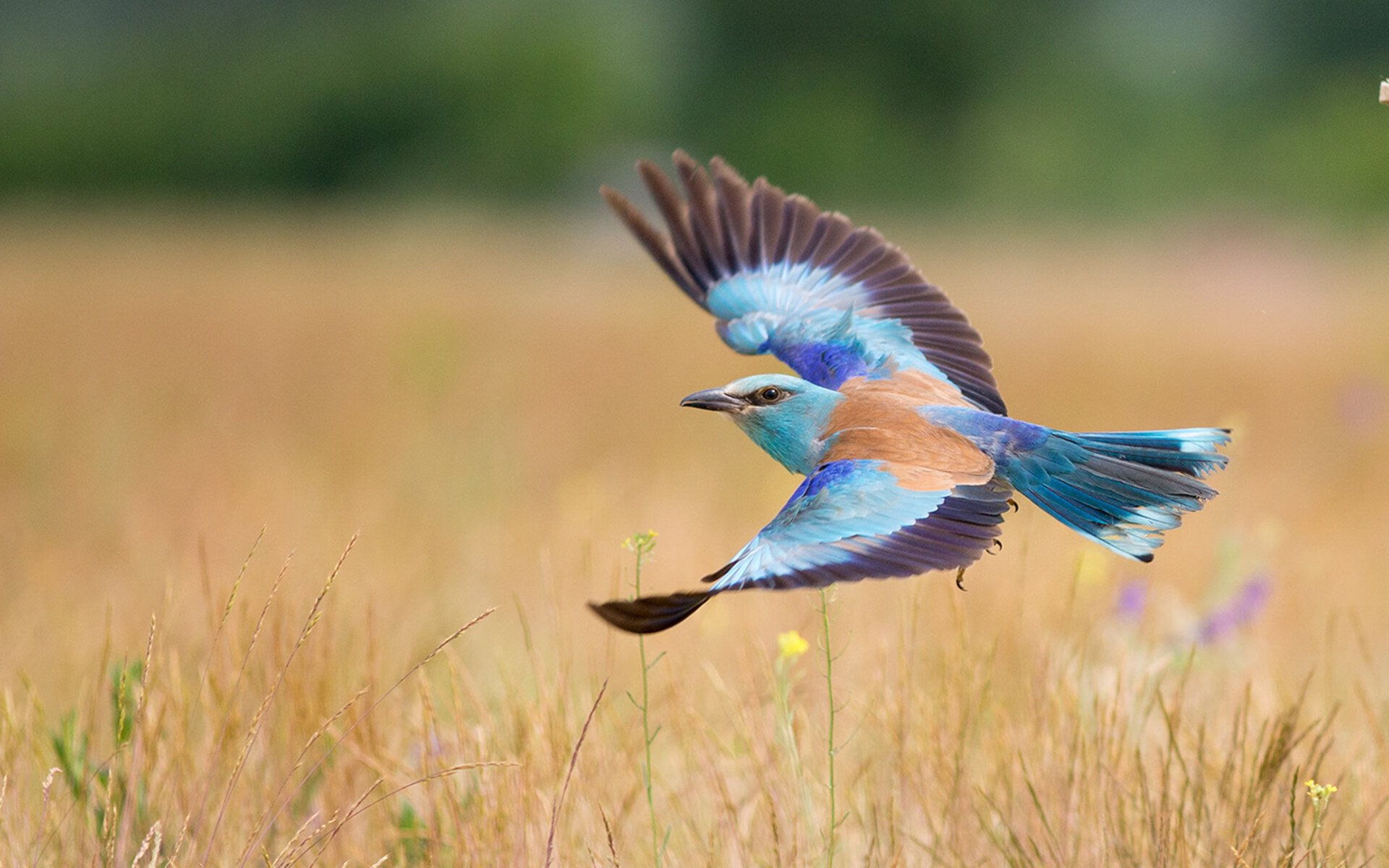 南美狂飙碾碎童话,阿森纳神翼展翅轰鸣,足球世界的平行革命