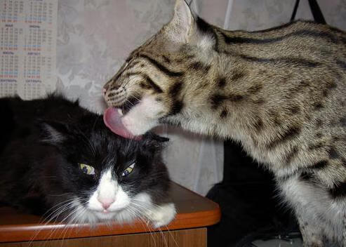 库里三分雨席卷五棵松,森林狼跨洋踏平北京队