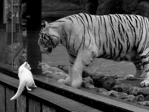 阿根廷稳健掌控战局，苏格兰遭德布劳内式压制级中场支配