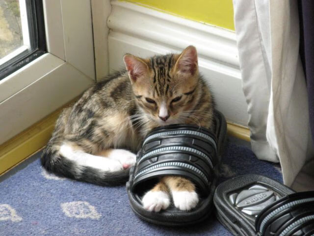 开云体育在线-横扫与封王，森林狼末节一波流带走火箭，贝恩在年度焦点战上演个人接管时刻