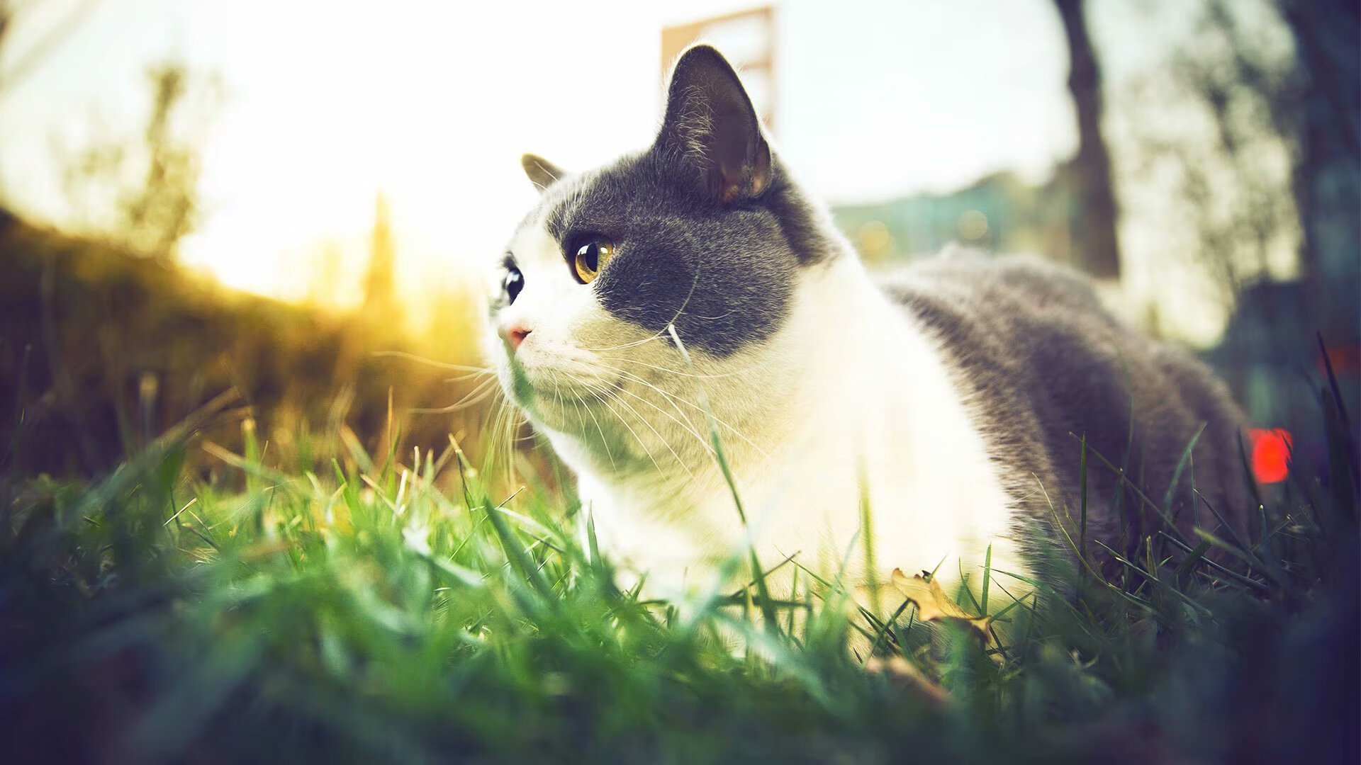 开云官网-异界交锋，当广厦队穿越欧冠淘汰赛，逆袭掘金队