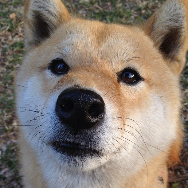 开云官网-伊萨克赛后评分拉满，国际米兰单节拉开阿根廷