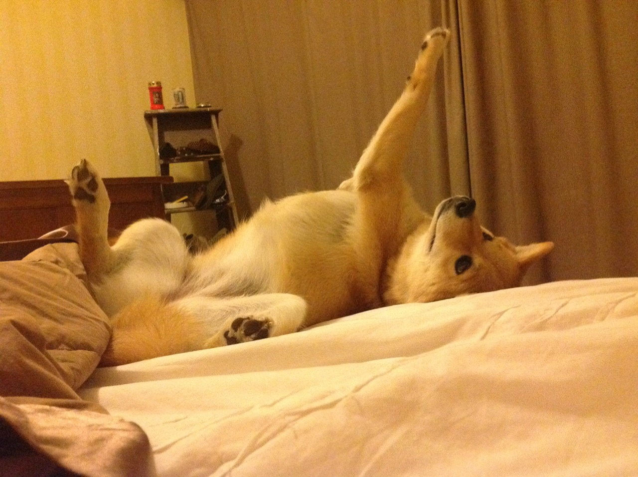 F1街道赛之夜,当雨幕中的霓虹为福克斯加冕