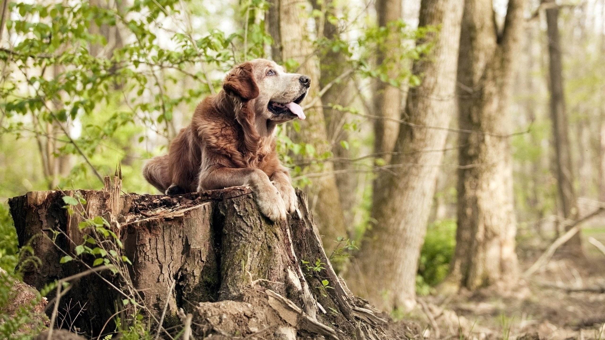 压哨绝杀！委内瑞拉逆袭墨西哥，斯通斯硬仗之王铸就防线钢铁长城