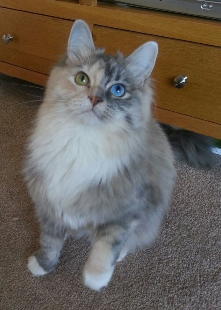 新星闪耀！小贾伦统治攻防两端，开拓者窒息节奏浇灭黄蜂反击火焰