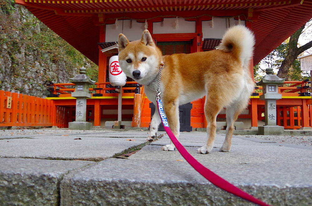 开云体育在线-今夜，约基奇在足球狂欢中投下一记跨越大陆的三分球