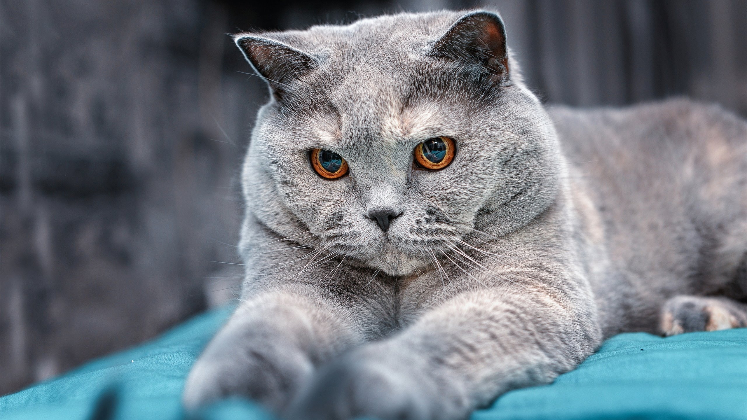 北非旋风撼药厂，荷兰铁闸定江山—现代足球的防守艺术启示录